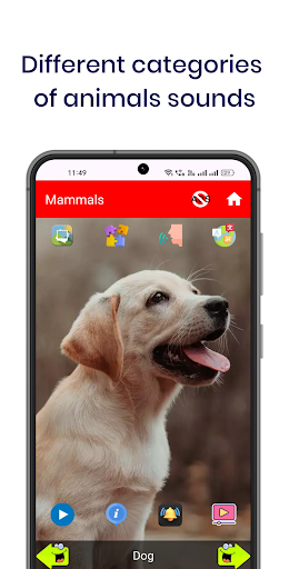 150 Animal Sounds